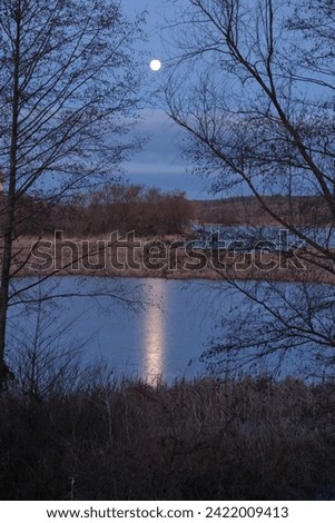 A moonlit path on the lake, in the middle of the reeds, in late autumn. Vertical picture