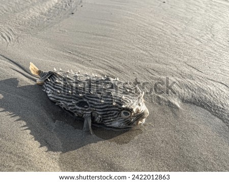 A Stripped Porcupine fish against a textured brown beach background.