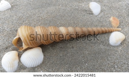 this is a picture of a snail shell