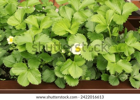 Fragrant strawberry leaves and flowers blooming in garden. Cultivation growing of organic fruit and berry. Home gardening. Agricultural hobby. Balcony vertical garden.Raw food, vegan diet. Shotlisteco