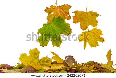 Vivid colored autumn leaves (leafs) falling, isolated, white background.