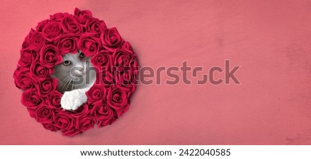 Cute tabby cat looking curious through a red rose flower wreath. Panoramic image with copy space.