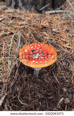 orange fly agaric mushroom under pine needles