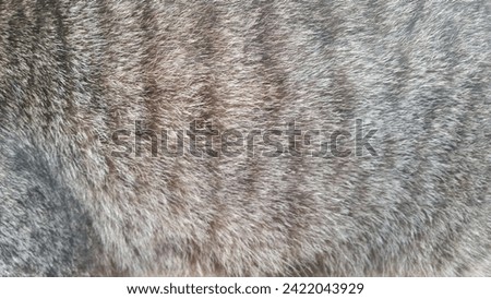 this is a picture of cat fur