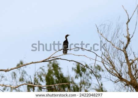 Great black cormorant in the Danube Delta of Romania