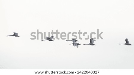 Banner of Mute Swans – Cygnus olor flying over the Danube delta, Romania
