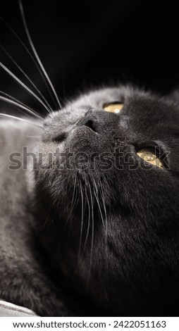 black cat close-up on a dark background, muzzle with mustache