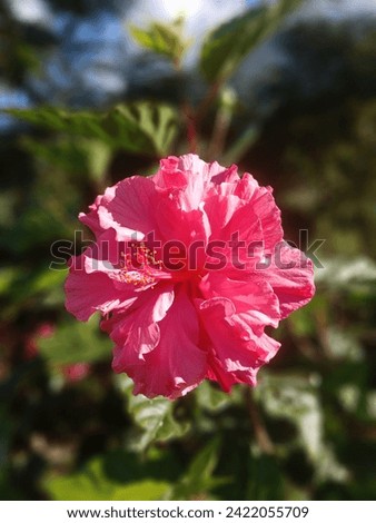Hibiscus flowers or botanical flowers ( Latin : Hibiscus rosa-sinensis L. ) are shrubs from the Malvaceae family that originate from East Asia and are widely planted as ornamental plants in tropical a