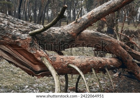 In the forest, due to the wind, an adult pine tree broke and fell, the interweaving of thick branches creates an abstract picture, in some areas of the trunk the bark flew off