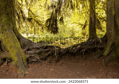 View of Hoh Rain Forest in Olympic National Park, Washington USA. Royalty-Free Stock Photo #2422068371