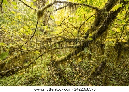 View of Hoh Rain Forest in Olympic National Park, Washington USA. Royalty-Free Stock Photo #2422068373