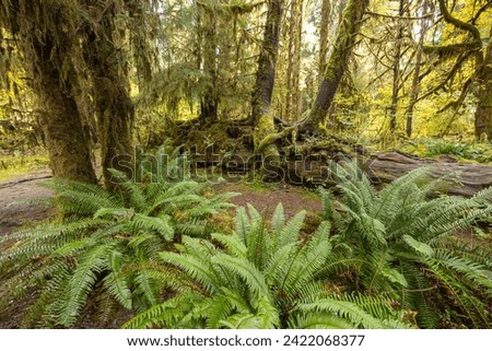 View of Hoh Rain Forest in Olympic National Park, Washington USA. Royalty-Free Stock Photo #2422068377