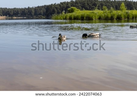 river in summer in sunny weather, a wide river in eastern Europe, the Neman