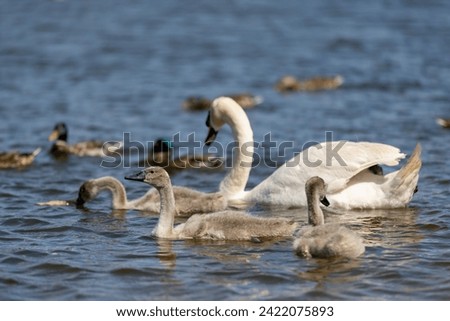 grey chicks of the white sibilant swan with grey down, young small swans with adult swans parents Royalty-Free Stock Photo #2422075893