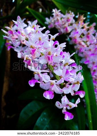 This is an orchid that has just bloomed. This orchid looks very beautiful. This orchid usually blooms when the rainy season arrives. This picture is of a type of white and purple orchid