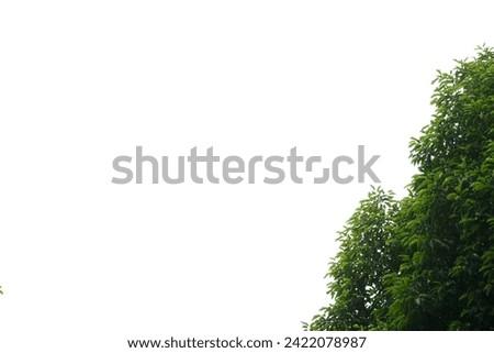 green leaf frame Isolated object on white background