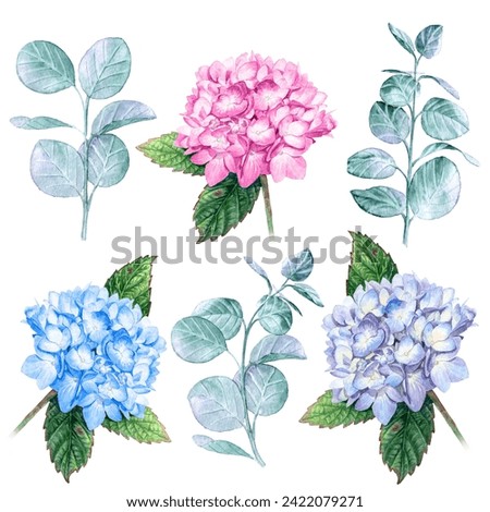 Watercolor sets of hydrangea. Inflorescence with leaves. Picture for Cards, invitations, gifts and similar publications