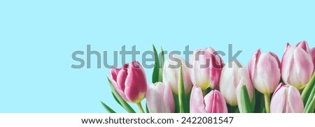 Greeting Card, Banner, Image For Website, Desktop Wallpaper, Frame, Blank. Tulip flowers isolated on blue background. Valentine's Day card. Wedding. Birthday invitation. International women’s day.