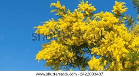 Mimosa flowers on a tree with blue sky.	 Royalty-Free Stock Photo #2422083487