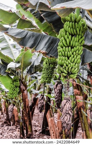 Photo picture of Green Bananas Hanging on Banana Tree