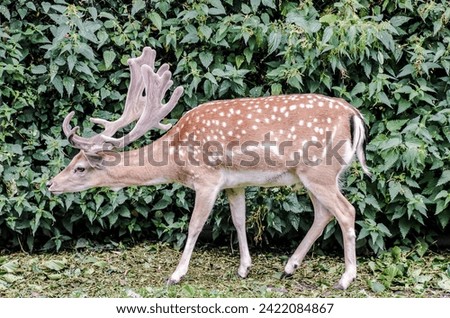 Photo PIcture of a Cute spotted fallow deer