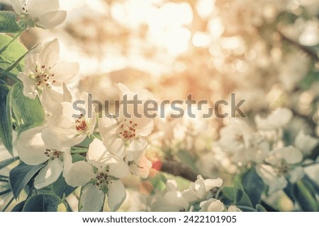 Selective focus high quality photo of an apple tree blooming against a blurred natural background.