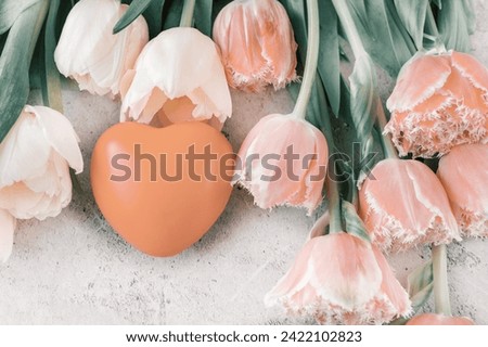 Heart shaped toy and tulips in peach fuzz color. Fresh tulip flowers and hearts on gray concrete background. Top view
