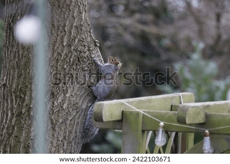 grey squirrel with bushy tail and sharp eyes on thick oak tree with trees in background with lights and pergola in foreground  Royalty-Free Stock Photo #2422103671