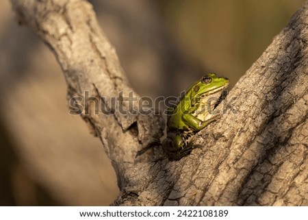 Marsh frog in Danube Delta, Romania. Royalty-Free Stock Photo #2422108189