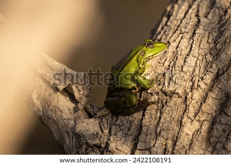 Marsh frog in Danube Delta, Romania. Royalty-Free Stock Photo #2422108191