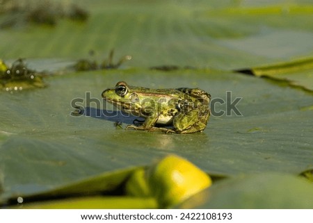 Marsh frog in Danube Delta, Romania. Royalty-Free Stock Photo #2422108193
