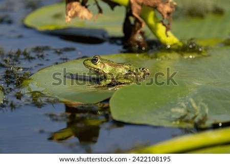 Marsh frog in Danube Delta, Romania. Royalty-Free Stock Photo #2422108195