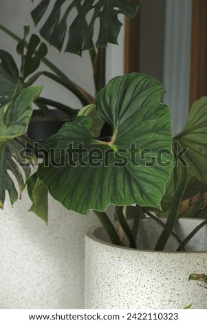 Philodendron plowmanii plant in pot. Green plant for decoration at terrace. Daun cantik Royalty-Free Stock Photo #2422110323
