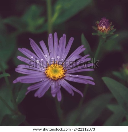 Beautiful violet European Michaelmas daisy Alpine Aster Royalty-Free Stock Photo #2422112073