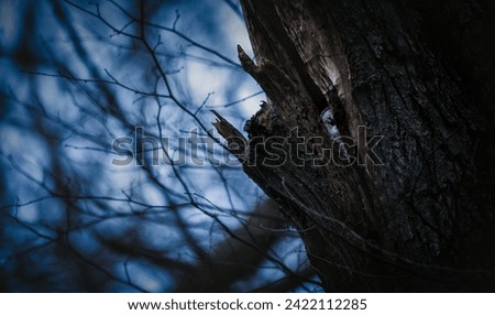 A Strix aluco owl peeks out of its cavity in a tree, lurking for food and mysterious eyes stalk prey in the forest, the best photo. Royalty-Free Stock Photo #2422112285