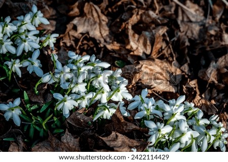 Little first spring flowers of snowdrops bloom outdoors in the spring for the March 8 holiday. Sloseup heap of white snowdrop flowers on forest glade. Royalty-Free Stock Photo #2422114429