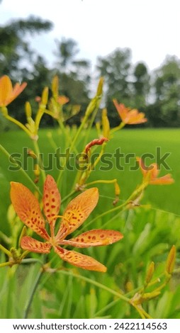 beautiful orange flowers for your wallpaper