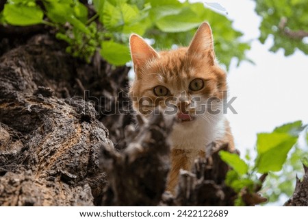 Beautiful blonde cat in the middle of a green forest, cute picture