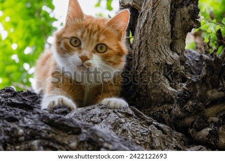 Beautiful blonde cat in the middle of a green forest, cute picture