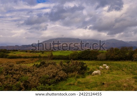 Welsh countryside with some sheep