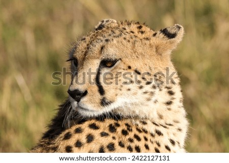 cheetah close-up picture in Maasai Mara NP