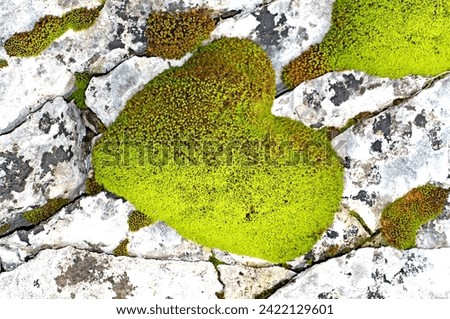 An heart-shape moss vegetation on a limestone rock