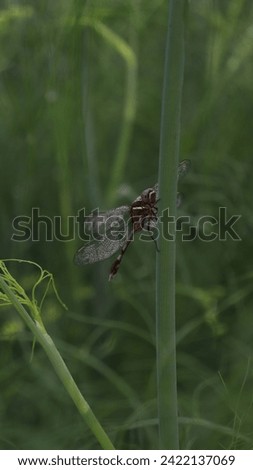 this picture is of a macro dragonfly insect 