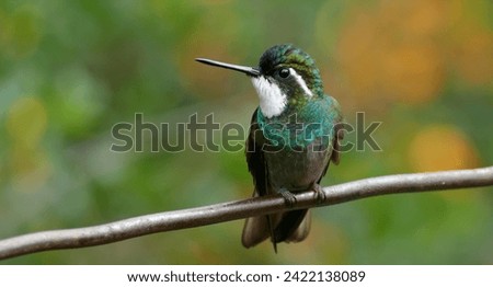 This photo contains a beautiful green thorntail hummingbird  