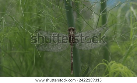 All green background pictures, with a 'dragonfly' insect in the middle 