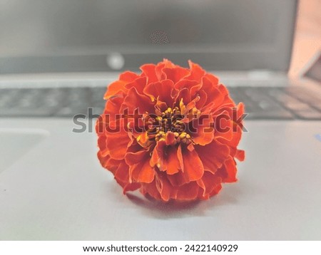 A red the Marigold flower  on a laptop. 