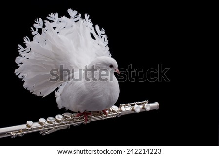 White pigeon. White pigeon on flute isolated in black background. Royalty-Free Stock Photo #242214223