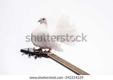 White pigeon. White pigeon on guitar isolated in white background. Royalty-Free Stock Photo #242214229