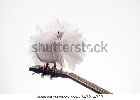 White pigeon. White pigeon on guitar isolated in white background. Royalty-Free Stock Photo #242214232