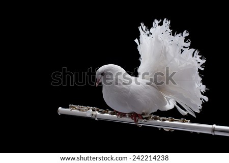 White pigeon. White pigeon on flute isolated in black background. Royalty-Free Stock Photo #242214238